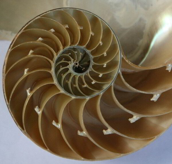 Patterns in a nautilus shell